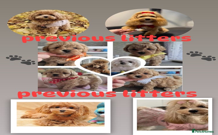 Maltipoo dogs 5 ⭐️ small Maltipoo’s puppy’s  - Advert 1