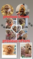 Maltipoo dogs 5 ⭐️ small Maltipoo’s puppy’s - Advert 7
