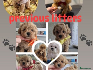 Maltipoo dogs 5 ⭐️ small Maltipoo’s puppy’s - Advert 3