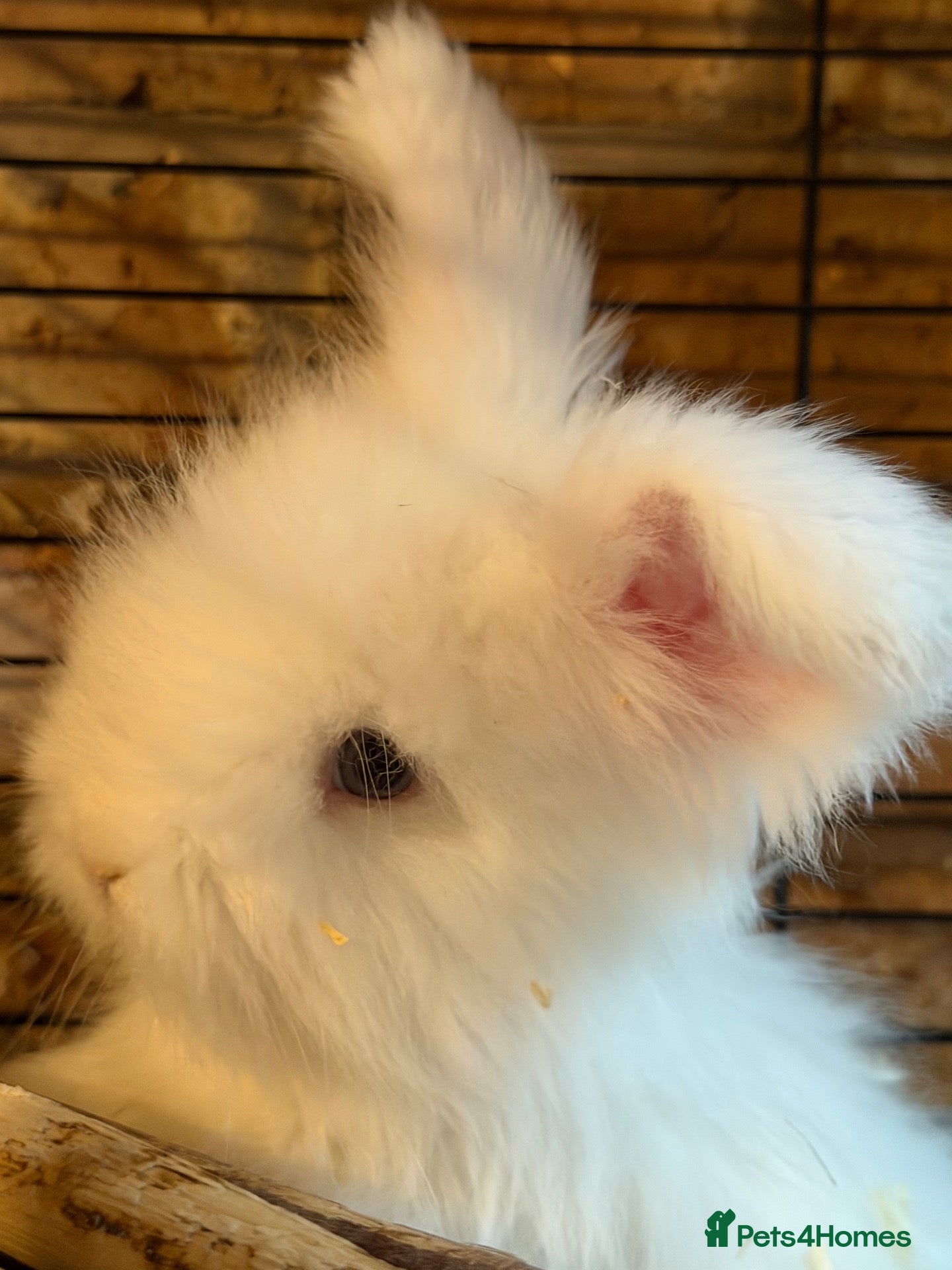 Angora rabbits Angora full face purebred balls of fluff 🐇  - Advert 1