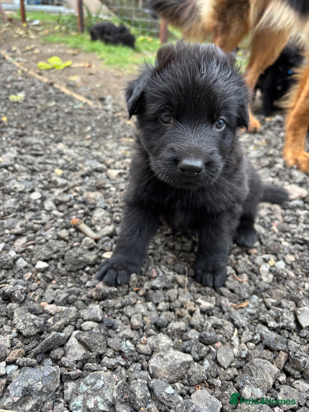 German Shepherd dogs for sale: German shepherd puppies  - Image 22