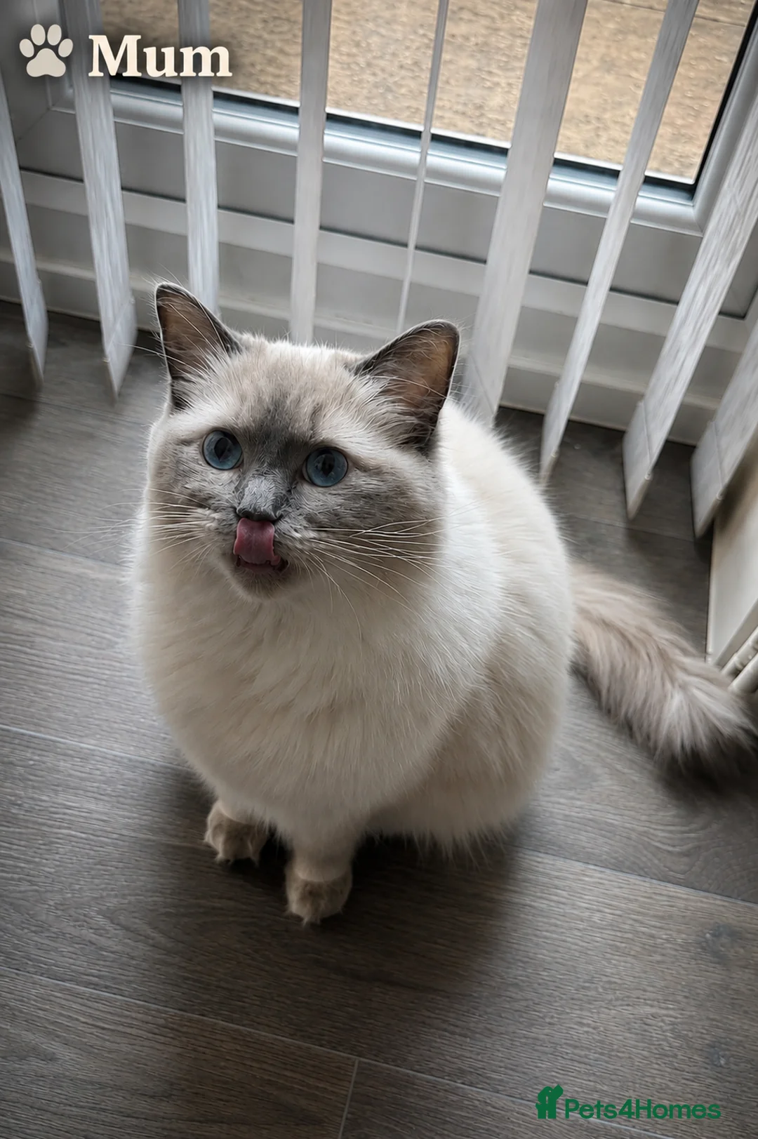 Ragdoll cats for sale: Blue Point Mitted Ragdoll Kittens  in Burton-on-Trent - Advert 8