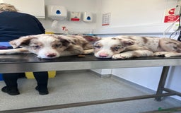 Border Collie dogs for sale: Beautiful litter of border collies - Image 4