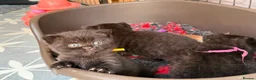 British Shorthair cats for sale: Pedigree British Shorthair - Show Champion Lines - Advert 28