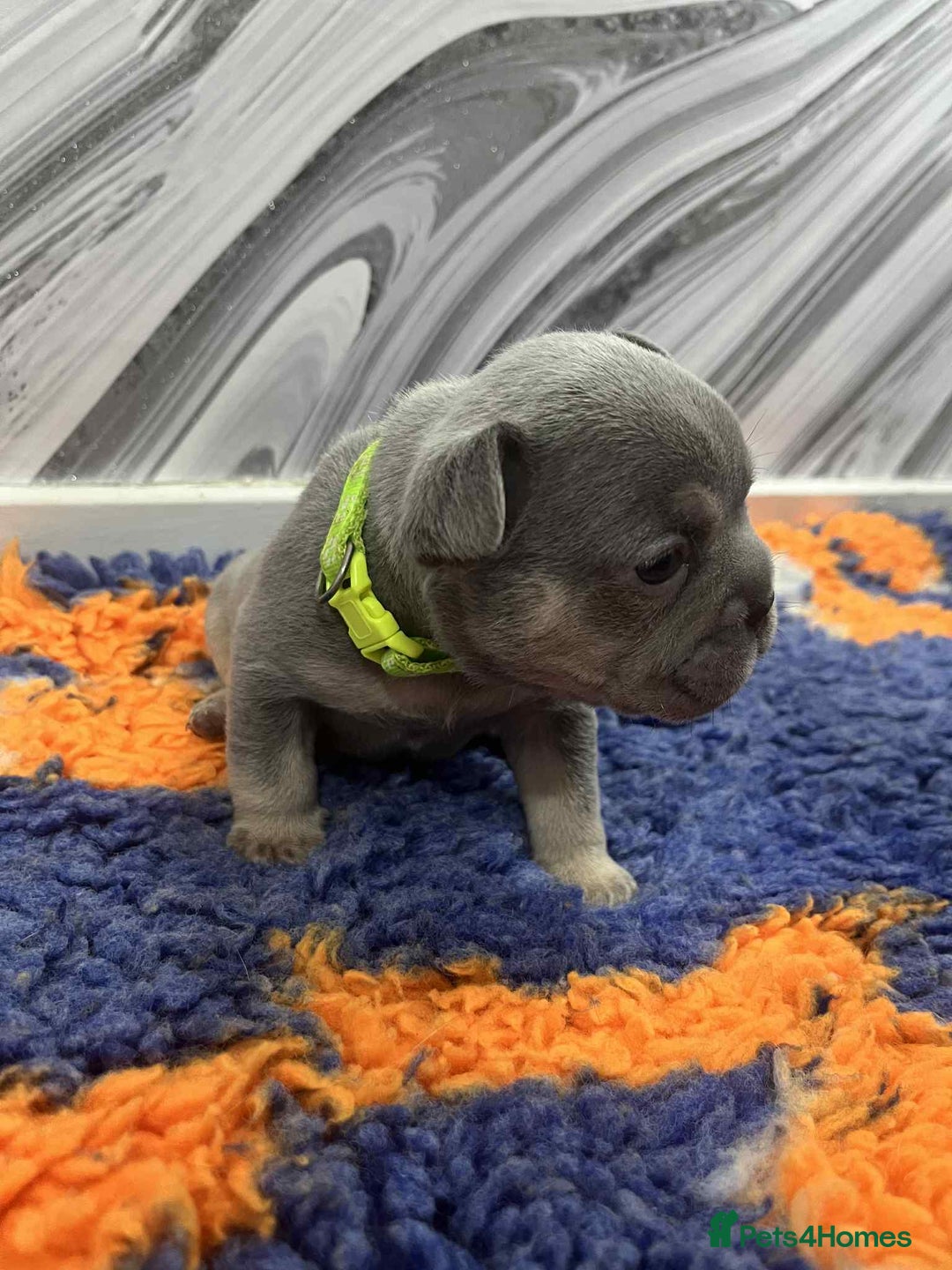 French Bulldog dogs for sale: French bulldog puppies - Image 4