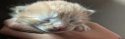 Mixed Breed cats for sale: Ginger babies for rehoming  in Peterborough - Advert 5