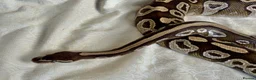 Python Snake reptiles for sale: Female royal/ball python - Advert 2
