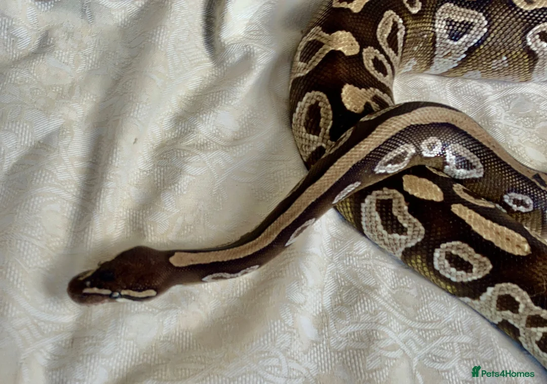 Python Snake reptiles for sale: Female royal/ball python - Advert 2