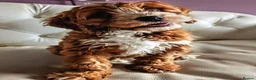Cockapoo dogs for sale: Ready to go Heath tested F1 toy cockapoo girls - Advert 18