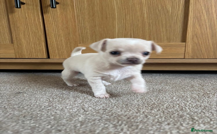 Chihuahua dogs - Advert 3