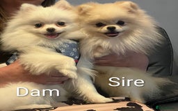 Pomeranian dogs for sale: ☁️RARE SOLID WHITE POMERANIANS ☁️ - Image 6