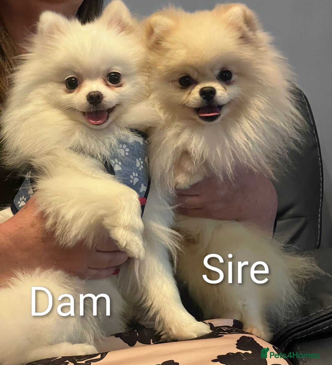 Pomeranian dogs for sale: ☁️RARE SOLID WHITE POMERANIANS ☁️ - Image 6