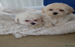 Maltipoo dogs for sale: Maltipoo puppies boy and girl available  - Image 8