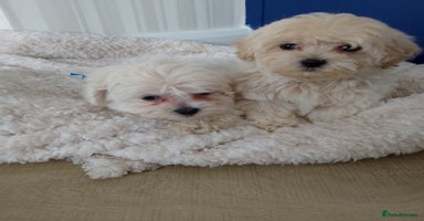 Maltipoo dogs - Advert 3