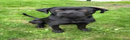 Mixed Breed dogs for sale: Cane Corso x Rottweiler looking for home in Borth - Advert 5