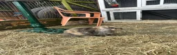 Mini Lop rabbits for sale: 4 mini lop babies  - Advert 13