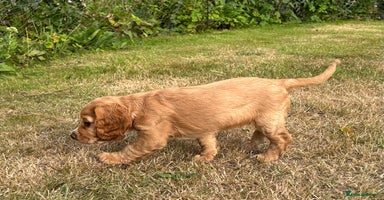 Cocker Spaniel dogs - Advert 3