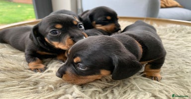 Miniature Dachshund dogs - Advert 13