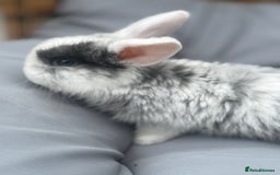 Mini Lop rabbits for sale: Stunning pure bred mini lop babies  - Image 5
