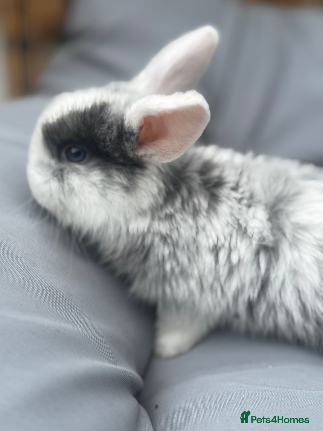Mini Lop rabbits for sale: Stunning pure bred mini lop babies  - Image 5