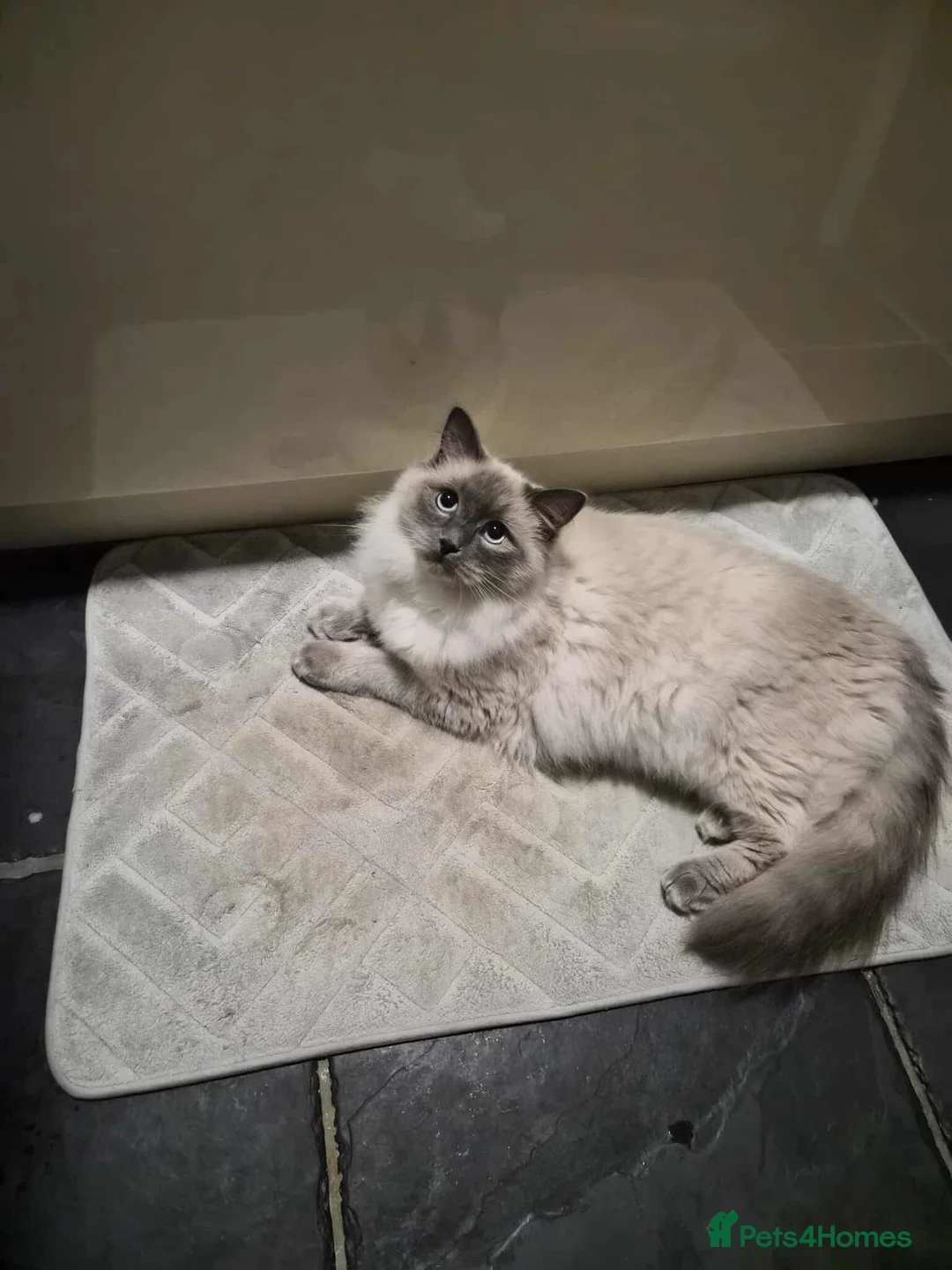 Mixed Breed cats for sale: Mainecoon kitten - Advert 8