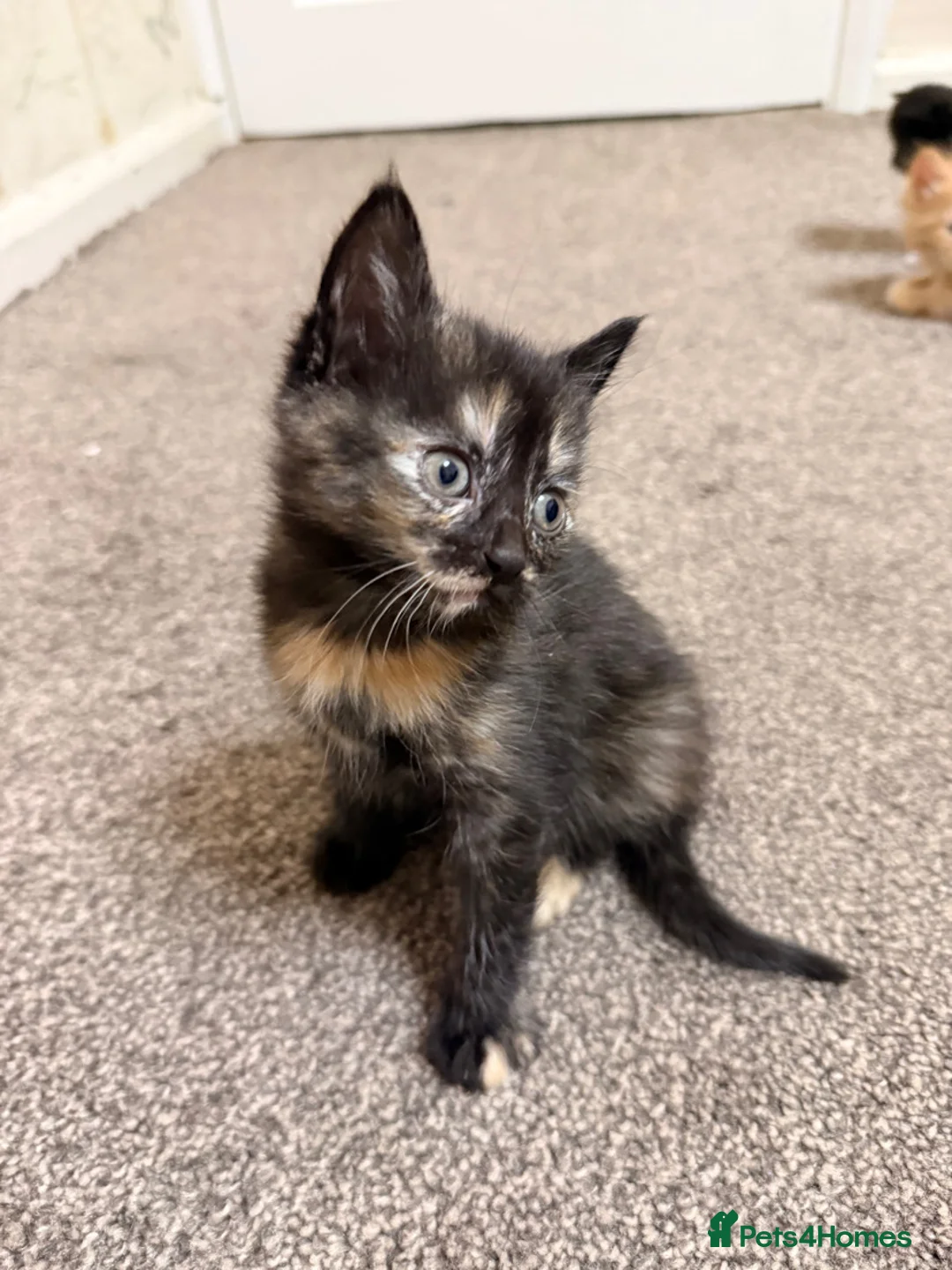 Mixed Breed cats for sale: 2 litters of kittens! Bengal cross tabby.  in Bromley - Advert 2