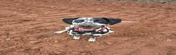 Dalmatian dogs for sale: Dalmatian puppies  in Okehampton - Advert 3