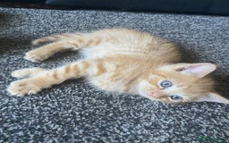Ragdoll cats for sale: stunning ragdoll kittens - Image 14