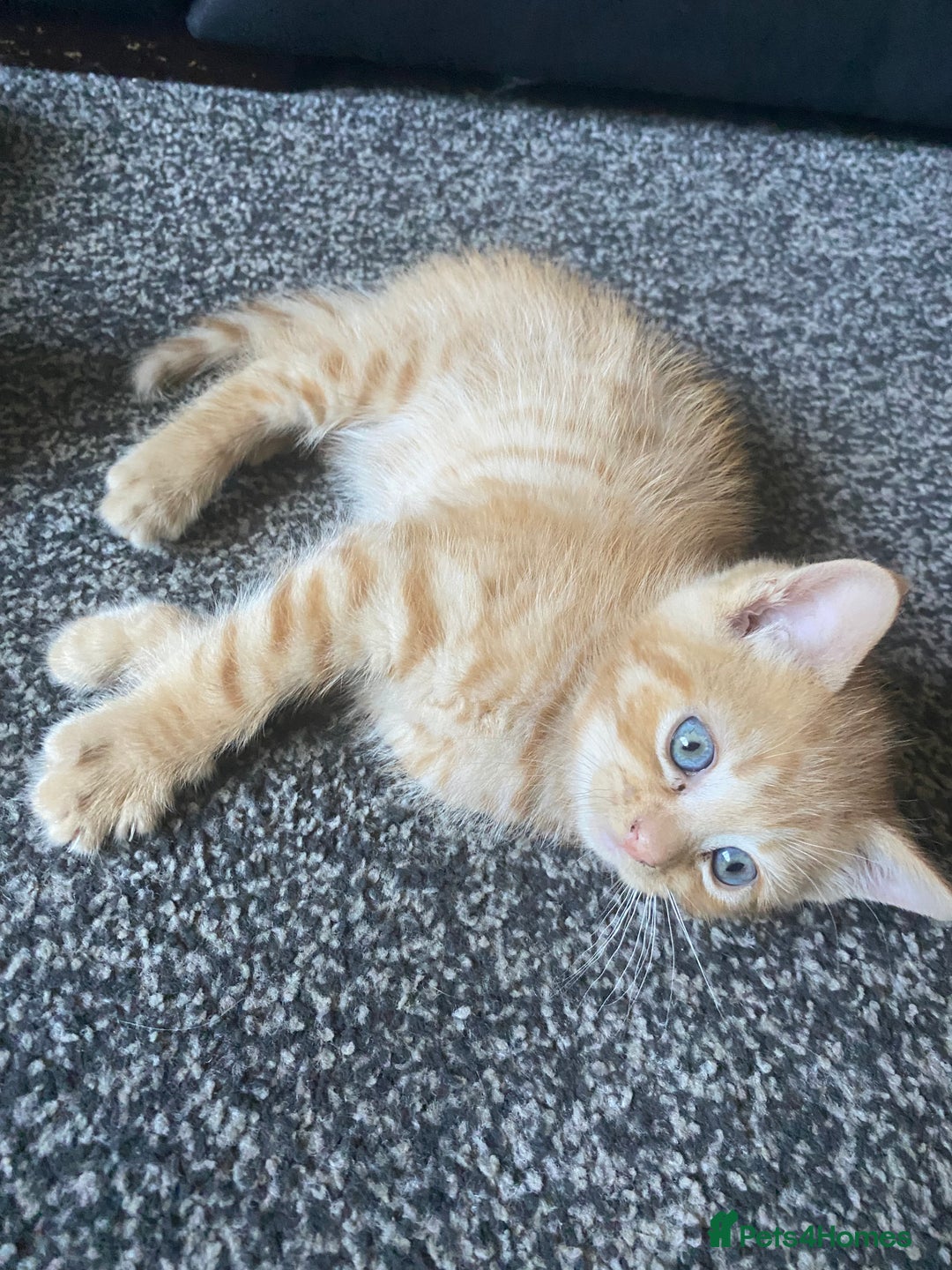 Ragdoll cats for sale: stunning ragdoll kittens - Image 14