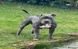 Staffordshire Bull Terrier dogs for sale: Full pedigree blue Staffordshire bull terriers - Image 8