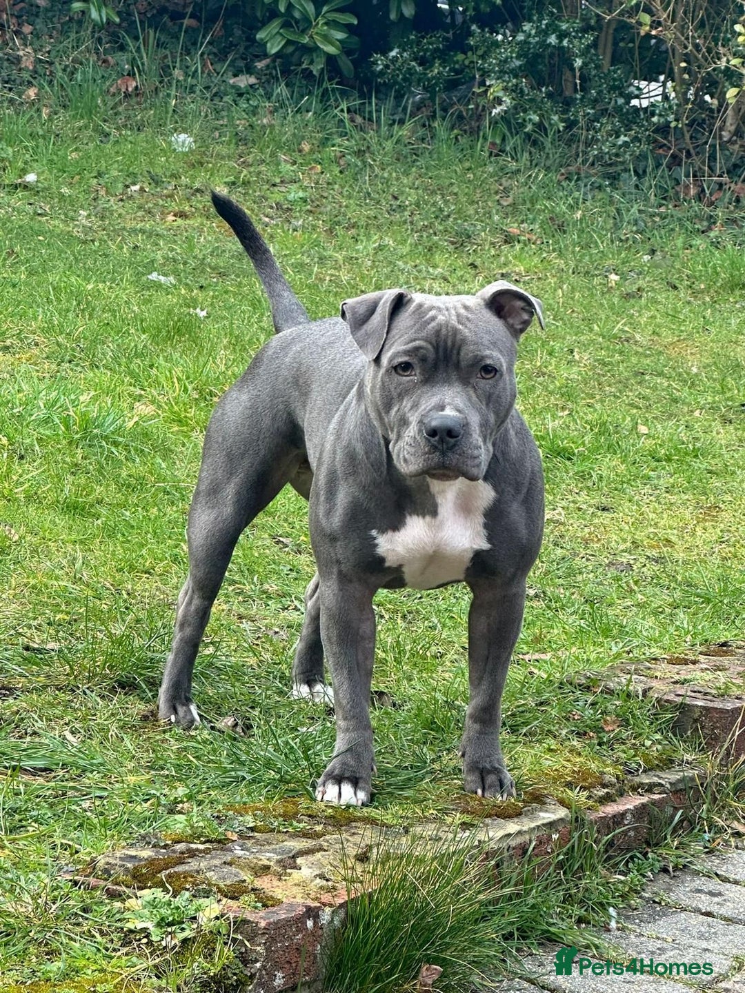 Staffordshire Bull Terrier dogs for sale: Full pedigree blue Staffordshire bull terriers - Image 8