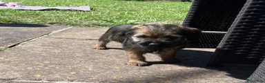 Border Terrier 3