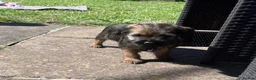 Border Terrier dogs for sale: PEIDGREE BORDER TERRIER PUPPIES - Advert 3