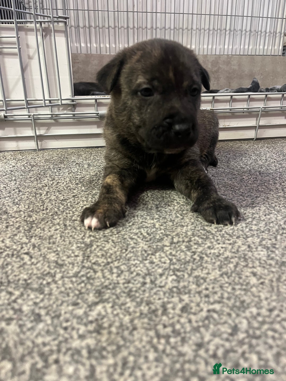 Mixed Breed dogs for sale: Lurcher x sharp pei - Advert 4