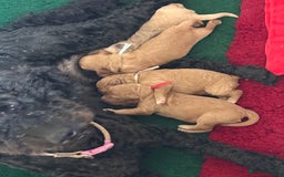 Australian Labradoodle dogs for sale: 5* Health tested Australian labradoodles  - Image 18
