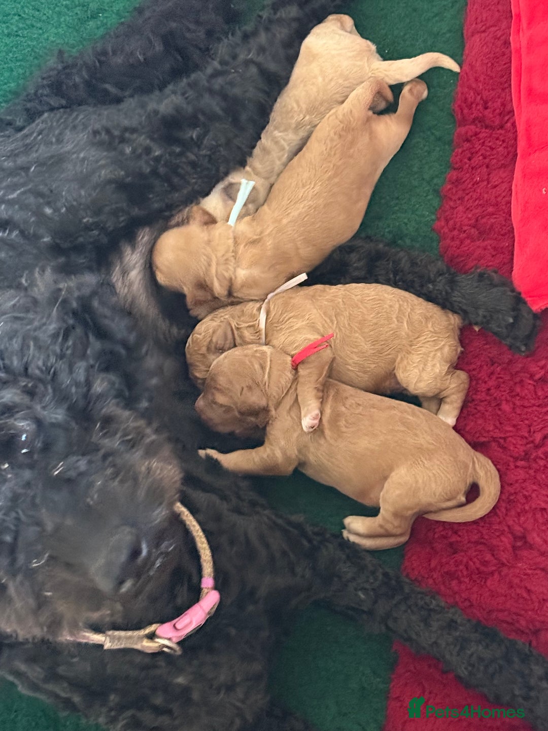 Australian Labradoodle dogs for sale: 5* Health tested Australian labradoodles  - Image 18