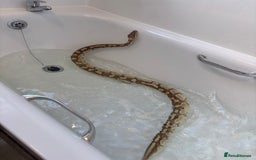 Python Snake reptiles for sale: Adult female Lesser platinum ball python - Image 5