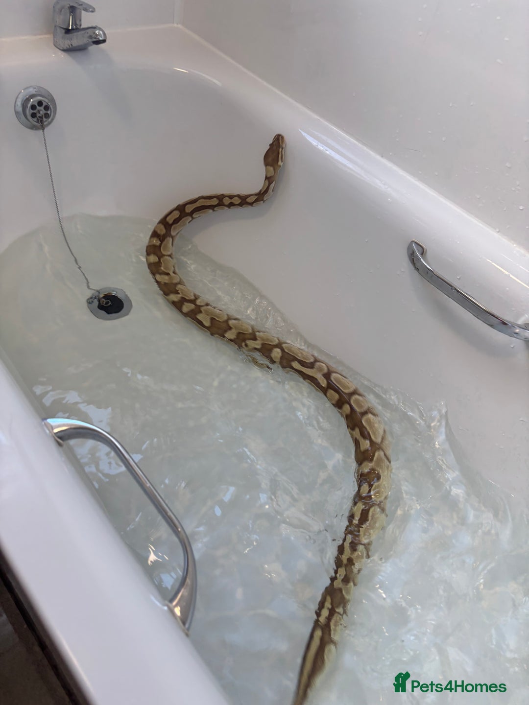 Python Snake reptiles for sale: Adult female Lesser platinum ball python - Image 5
