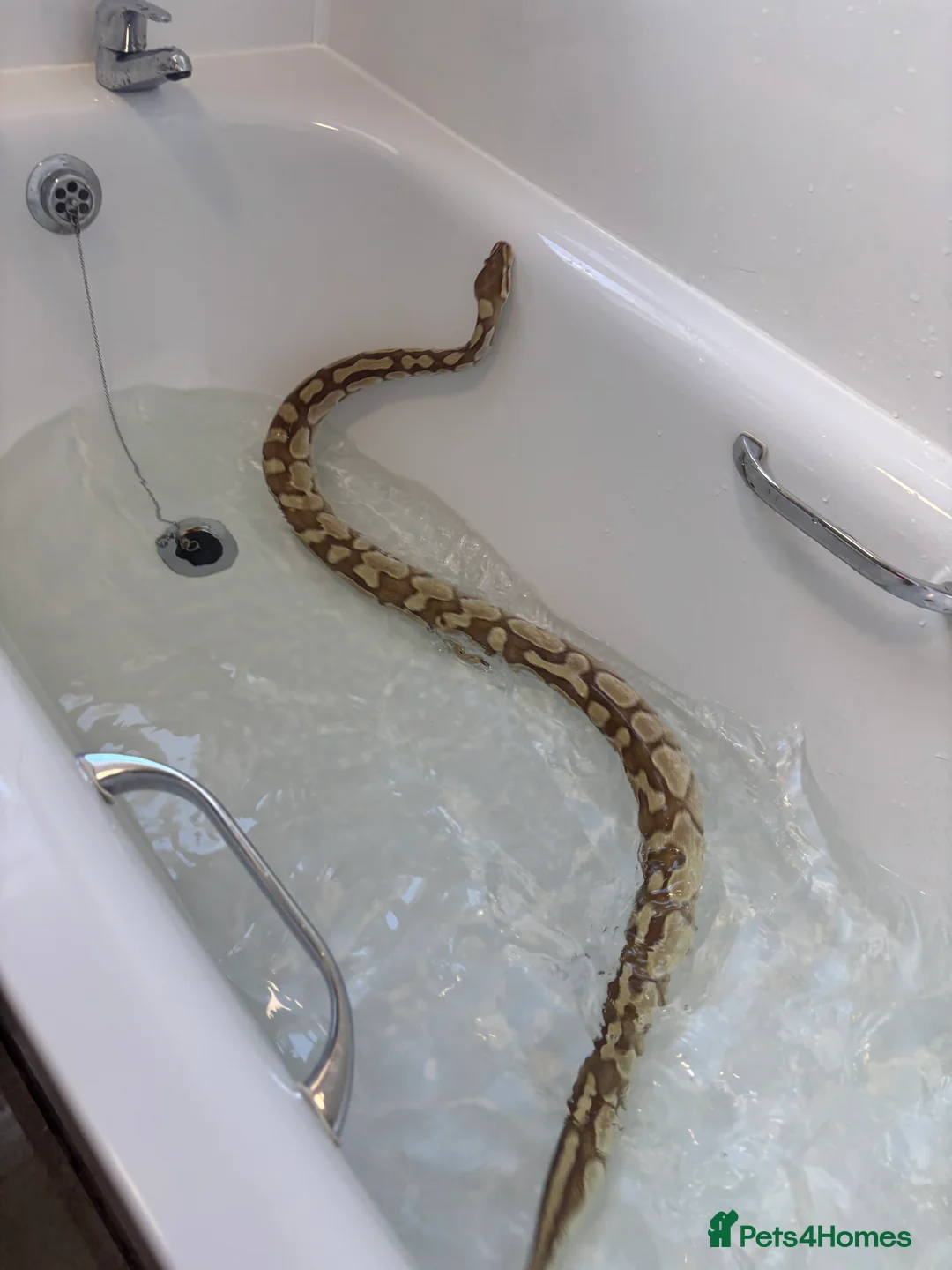 Python Snake reptiles for sale: Adult female may be enchi butter ball python - Advert 6