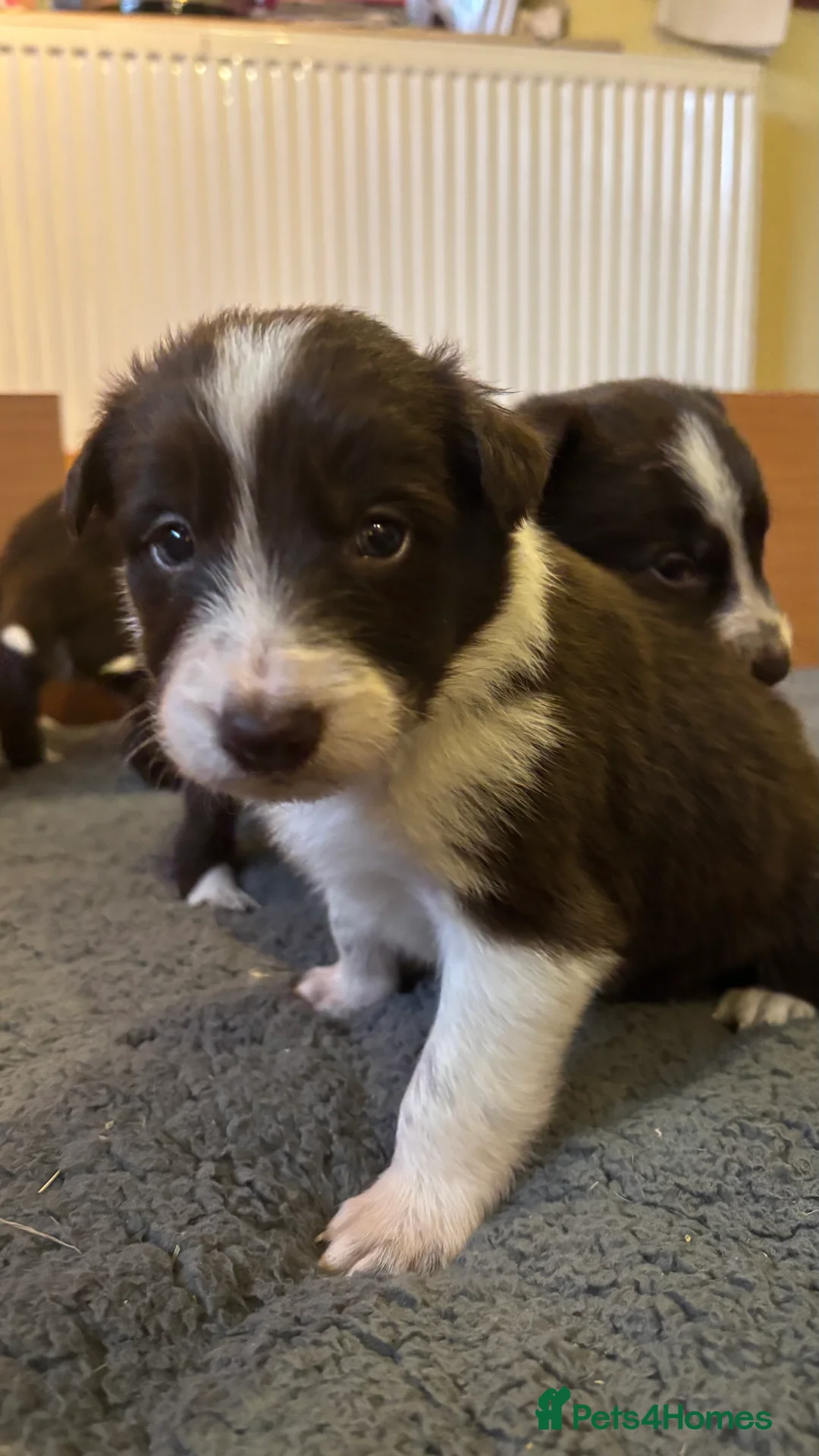 Border Collie dogs for sale: Pure Border Collie Puppies - Advert 2