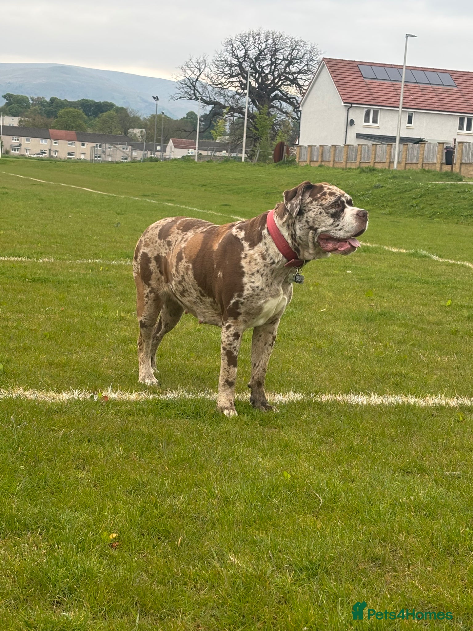 Mixed Breed dogs for sale: North American mastiff X pups  - Advert 2