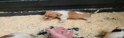 Jack Russell dogs for sale: 5 lovely Male jack Russel puppies for sale - Advert 8