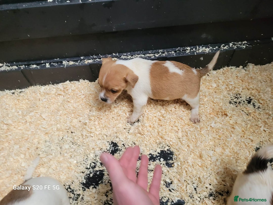 Jack Russell dogs for sale: 5 lovely Male jack Russel puppies for sale - Advert 8