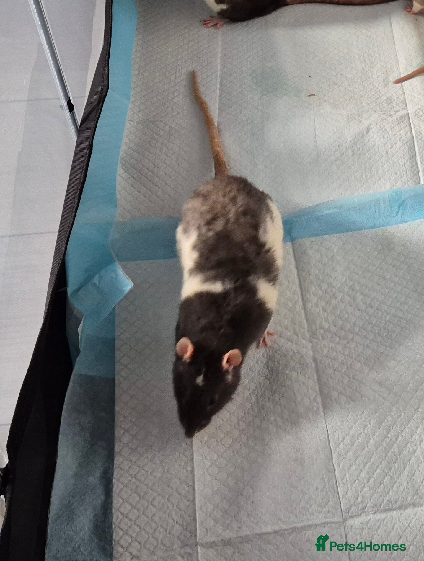 Rat rodents Male rat - Advert 3