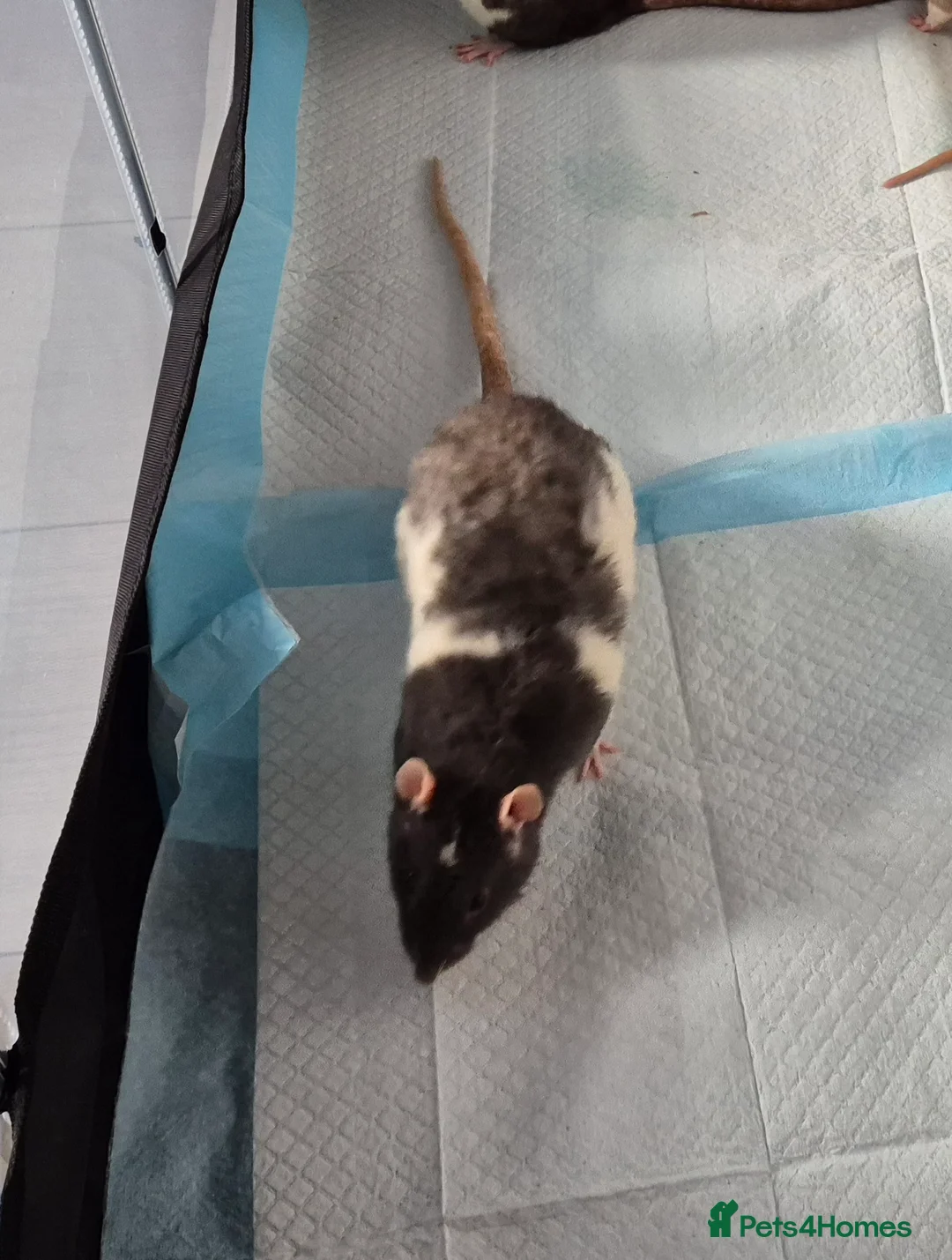 Rat rodents for sale: Male rat - Advert 1