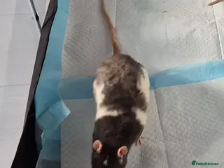 Rat rodents Male rat - Advert 1