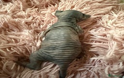 Sphynx cats for sale: Sphynx little naked babies - Image 4
