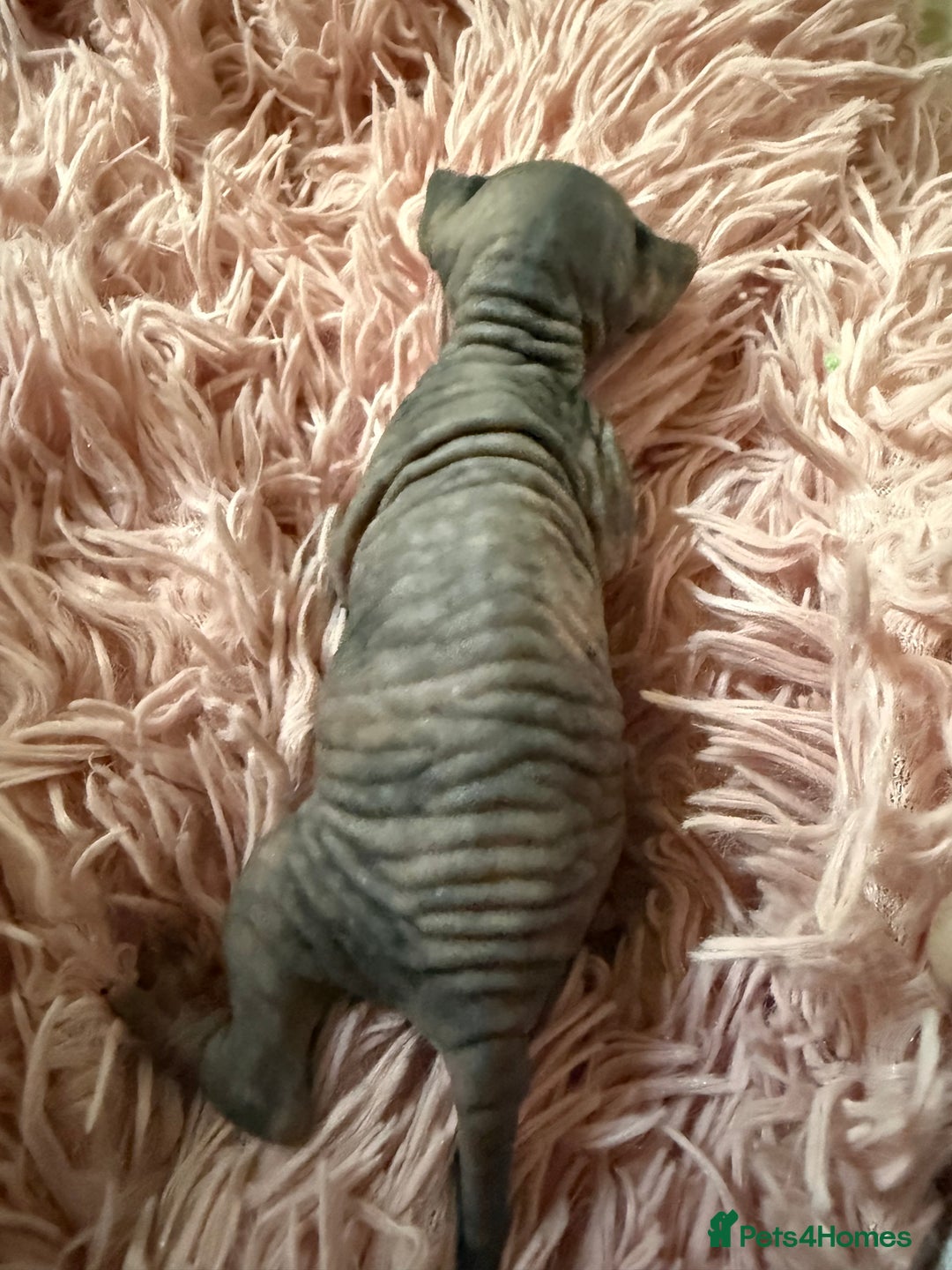 Sphynx cats for sale: Sphynx little naked babies - Image 4