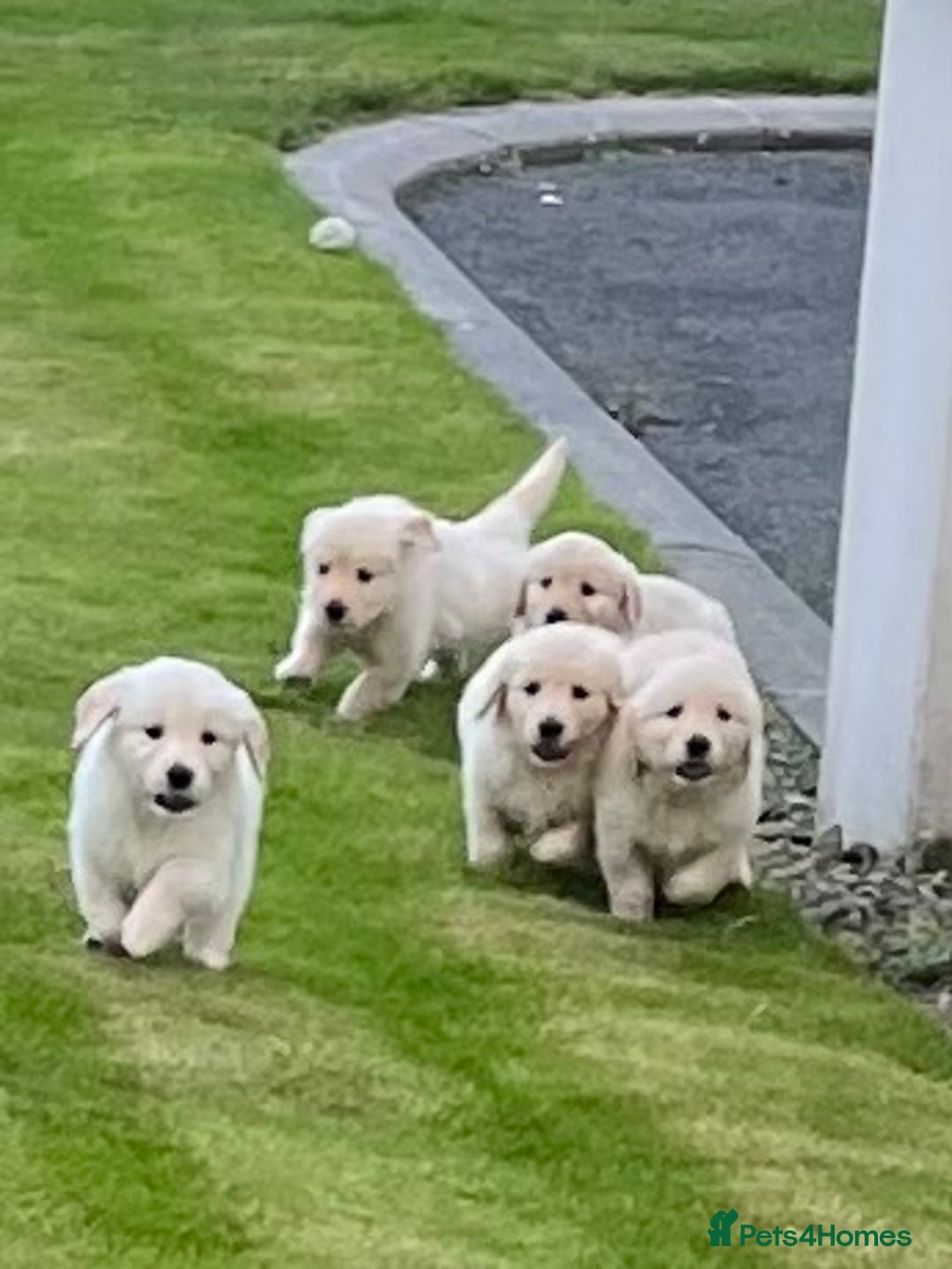 Golden Retriever dogs for sale: Stunning Golden Retriever Pups - Image 4