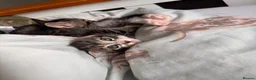 Mixed Breed cats for sale: 8 week kittens  in Maidenhead - Advert 5